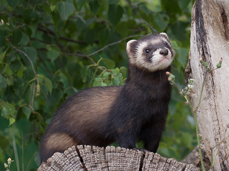 emergency vet in Seneca