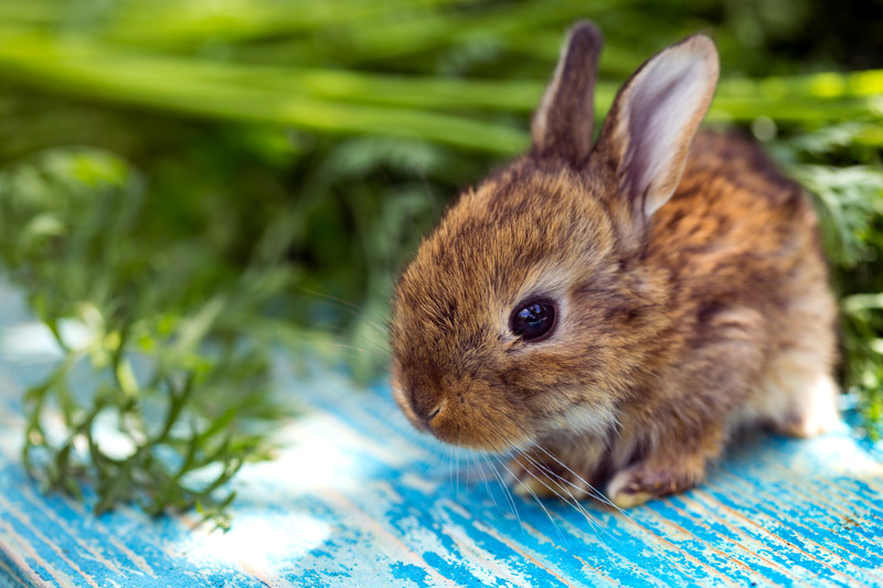 Oconee County, SC Veterinarian - Seneca Animal Hospital