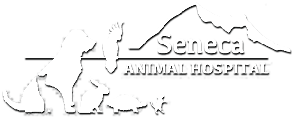 Demo Animal Hospital