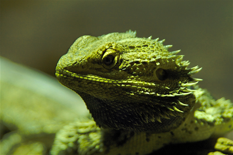 emergency veterinarian in Seneca