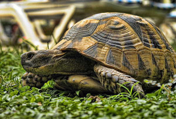 Reptile Veterinarian in Seneca, SC